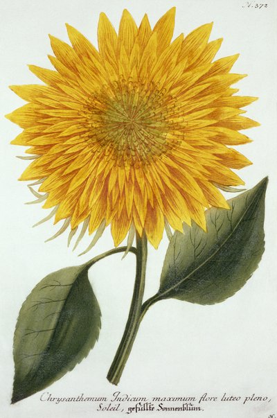 Chrysanthème Indicum de 